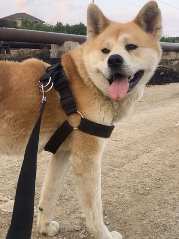 İtlər: Akita-inu, 1 il, Erkek
