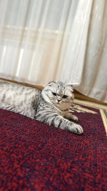 Мышыктар: Шотландская вислоухая кошка (Scottish Fold) - Окрас: серебристый — 2