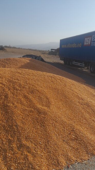 уголь майкуба: Кукуруза Оптом, Бесплатная доставка