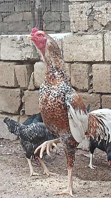 toyuq satişi: Xoruz, Heyratı, il: 2, Ünvandan götürmə — 3