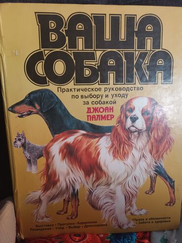 собаки каракол: 500 сом