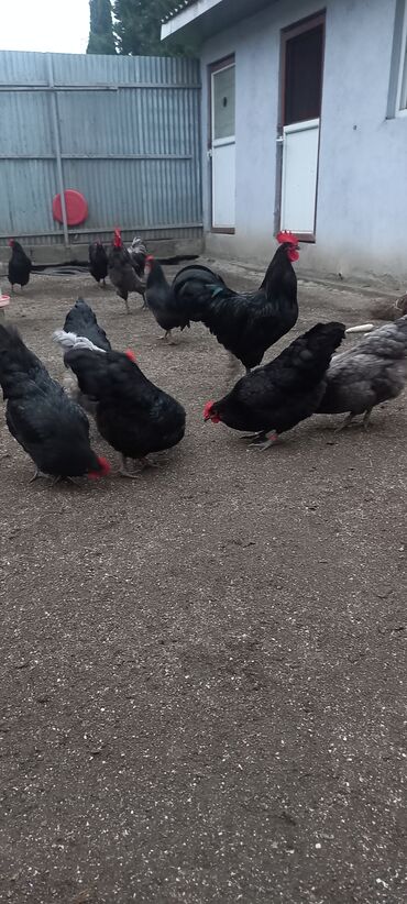 Xoruzlar: Avstrolob yumurtası və cucəsi sifariş olnur sifariş qabagcadan — 5