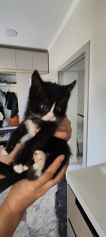 Продажа кошек: Отдам котёнка в добрые руки 🐾 Девочка, 3 месяца. Очень умная, ласковая — 6