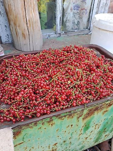 Смородина: Смородина — 4