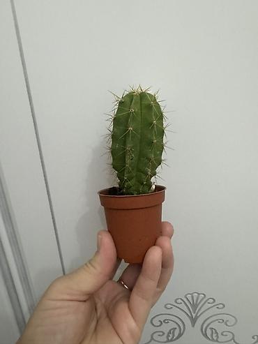 Замиокулькас (Долларовое дерево): Комнатные растения в горшках (на выбор): 1) Замиокулькас (Zamioculcas — 15