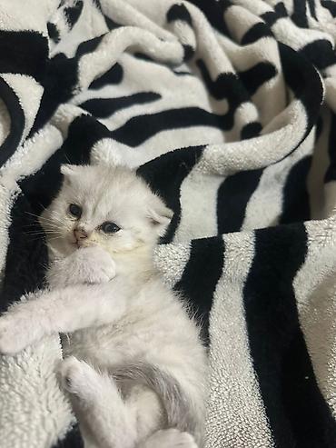 Pişiklər: Britan — 8