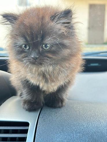 Pişiklər: Britan — 8