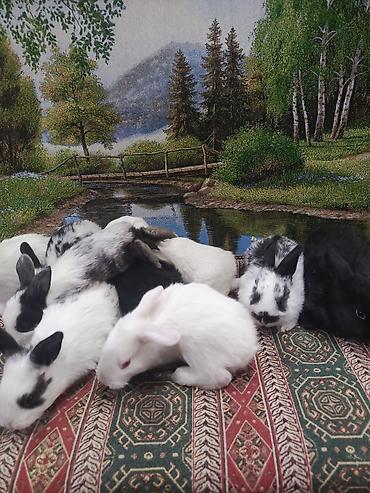 Dovşanlar: Dovşan yemi 2-azn Bala Dovşanlar 5azn. Apilka (Yonqar 1.50azn) — 23