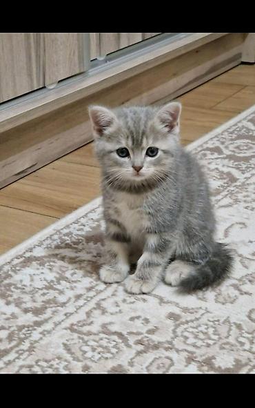 Pişiklər: Şotland — 4