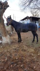 домик для кот: Сатылат жазга 4 жаш бою 1.57 улака салынып журот буту колу таза жеп