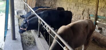 пидбуль каракол: Продаю | Бык (самец) | Швицкая | На откорм, Для разведения