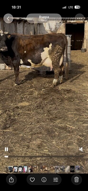 Коровы, быки: Продаю | Корова (самка) | Симментальская | Для молока — 15