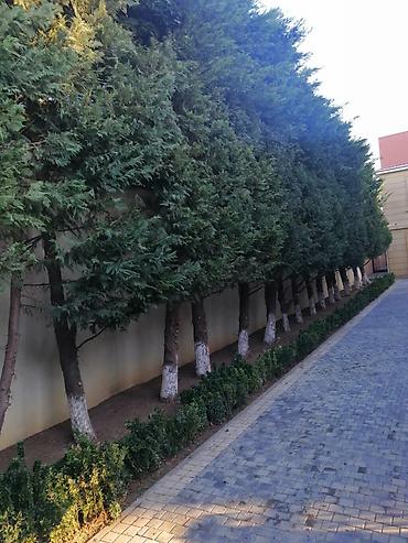 lan: Bağban, 44 yaş, 5 ildən artıq təcrübə — 6