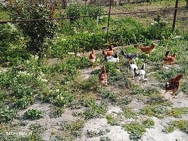 Toyuqlar: 11ədəd kənd cücələri.dermansiz böyüdülmüş.3ay10gunlukdu.etraflu — 10