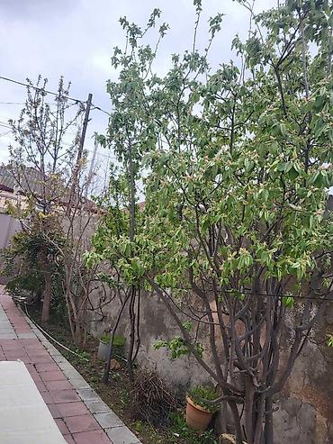 zabratda evlərin satisi: Biləcəri 4 otaqlı, 110 kv. m, Kredit yoxdur, Yeni təmirli — 8