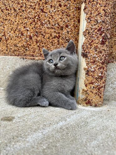 Pişiklər: Şotland yastı qulaq, Erkək, Dişi, Yaxşı əllərə, Ünvandan götürmə, Pulsuz çatdırılma, Ödənişli çatdırılma — 137