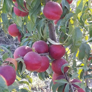aro 24 31 d: Her növ meyvə ağaclarıinin satsi sortlara zemanet veririk topdan satıs