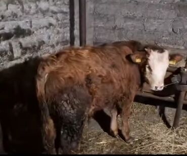 Inəklər, öküzlər: Erkək, il: 1, Damazlıq, Ünvandan götürmə — 4