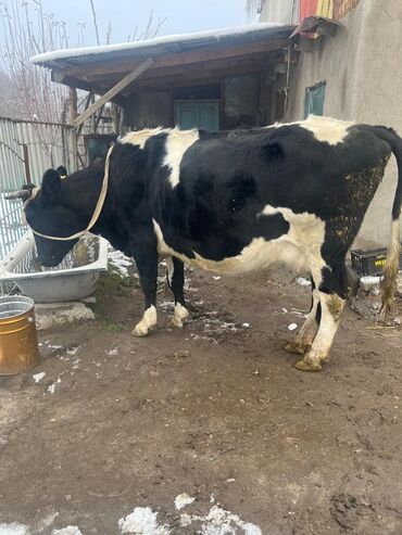 Коровы, быки: Продаю | Корова (самка) | Для молока | Привязанные — 7