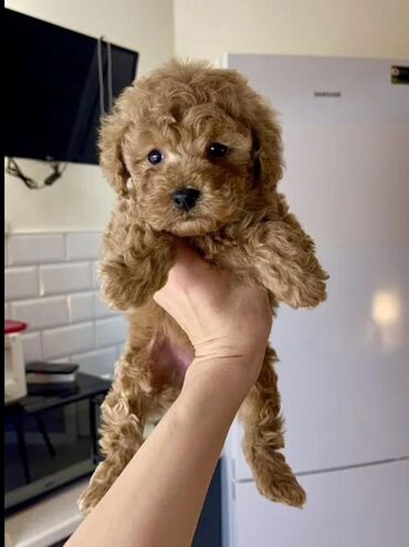 afçarka itlerin qiymeti ucuz: Pudel