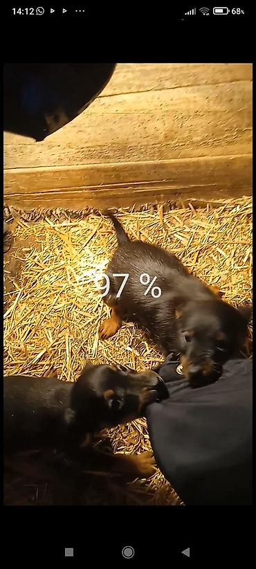 Продажа собак: Продаю щенков породы яктыръер возраст палтара месяца сука рабочая и at lalafo.kg — 7 Продажа собак: Продаю щенков породы яктыръер возраст палтара месяца сука рабочая и — 7