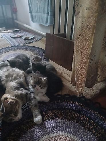 купить кошку в оше: Кошка даром: Беспородная, 2 месяца, Девочка, Приучена к лотку, Проглистована — 4