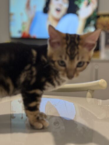 Pişiklər: Benqal — 12