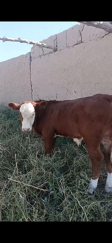 cücə və xoruz təmsil: Hereford tipli dana - Rəng: qırmızı-qəhvəyi bədən, ağ alın və burun — 4