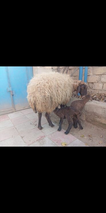 cane corso qiymeti: Ягненок, Самка, Qala, месяцев: 3, 1 кг, Для разведения, Самовывоз