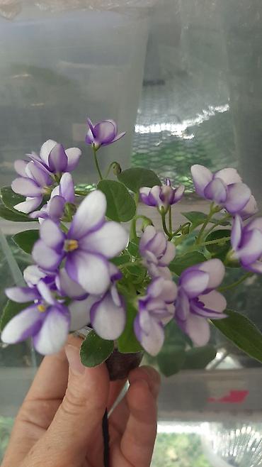Фиалки и глоксинии: 🌱🌺🌱 Продаю сортовые ДЕТКИ,СТАРТЕРЫ стандартных, трейлерныхмини и — 16