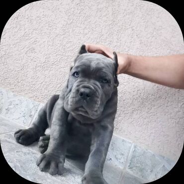 Psi: Ako tražite vernog člana porodice, obratite se nama i postanite — 15