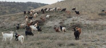 Keçi, çəpiş: 50dene keçi tecili satıılır