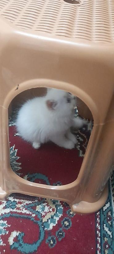 Pişiklər: Britan — 5