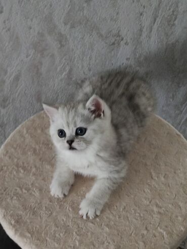 милые кошки: Британская короткошёрстная, 2 месяца, Мальчик, Серебристая шиншилла