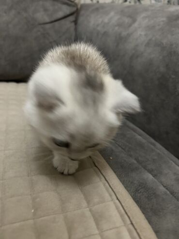 Pişiklər: Şinşilla, Dişi, Ünvandan götürmə — 6