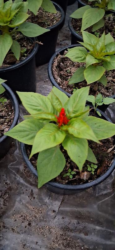 roza gul: Məhsul: Celosia cristata (Xoruztoyuğu, “toyuq tacı”) – qırmızı rəngli — 4