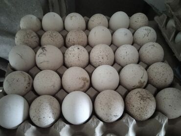 hinduşka yumurtası satılır: Dişi, Kanada, Yumurtalıq, Ünvandan götürmə