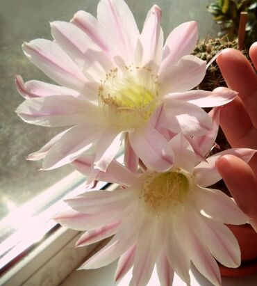 Хлорофитумы: Хлорофитумы. распродажа Хлорофитум - можно по праву назвать — 25