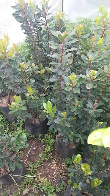 orxideya gulunun qiyməti: Çiyelek agaclari dibcekde — 1