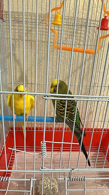 cütləş: Endirim olacaq.Dalmatin və kanareyka deyil, dalğalı tutuquşu dəsti – — 1