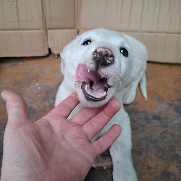 Отдам даром собаку: Щенок белого окраса - Порода: без породной принадлежности (метис) - — 3