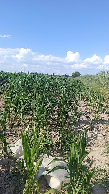 аренда бишкек: 500 соток, Для сельского хозяйства, Договор купли-продажи — 2