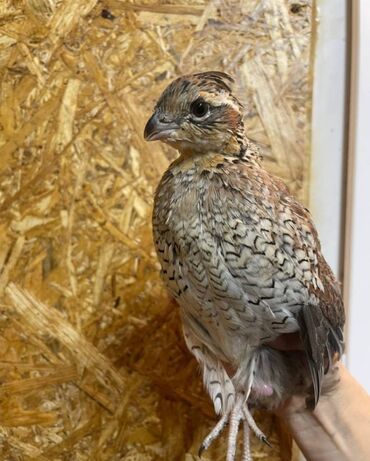 продам индюков: Продажа Виргинских Куропаток! Общее количество 10 штук! 5 петуха и 5 at lalafo.kg продам индюков: Продажа Виргинских Куропаток! Общее количество 10 штук! 5 петуха и 5