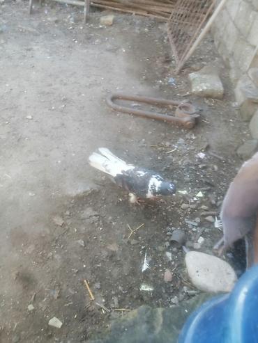 ucan: 19 tük xırdaleley əfqanka ərkey 30 manat uçuşun bilmirəm. Göykəmər — 2