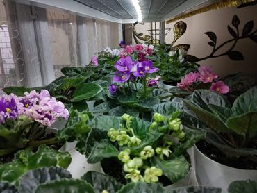 большой чупа чупс: Молодые фиалки, первое цветение, сортовые, есть детки, стартерчики