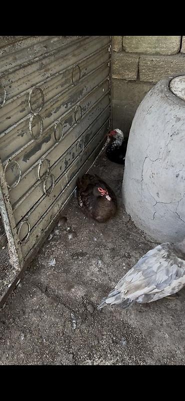 С/х животные и товары: Muscovy ördəkləri (indoqa) – müxtəlif rənglərdə sürü - Növ — 2