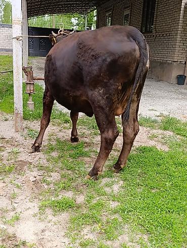 Коровы, быки: Продаю | Корова (самка) — 9
