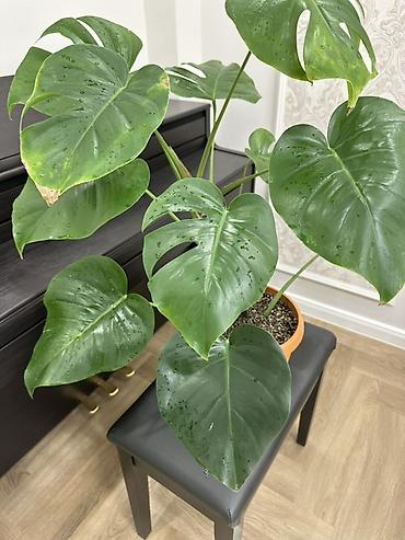 Монстеры: Монстера делициоза (Monstera deliciosa) в горшке - Эффектное — 2