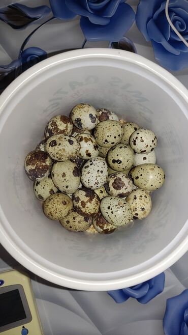 qaz yumurtasi satisi: Temiz qan mayali texas,ukraniay,Jambo bildircin yumurtasi satilir teze