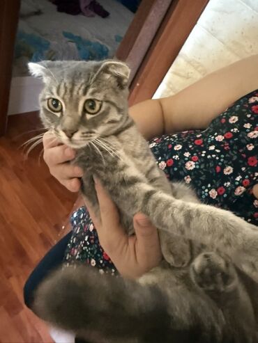 Tulumlar: Şotland yastı qulaq, Erkək, Yaxşı əllərə, Ünvandan götürmə, Ödənişli çatdırılma
